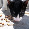 Mykonos Katzen (133)